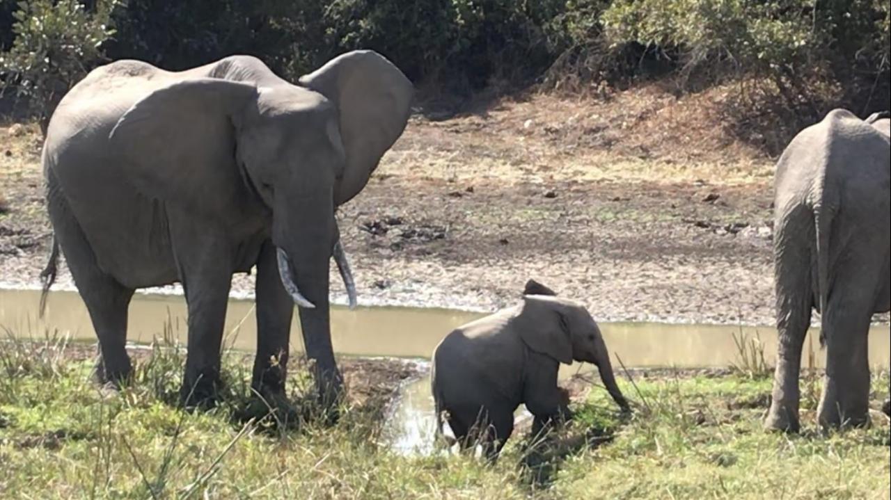 Mfuwe Marula Lodge المظهر الخارجي الصورة