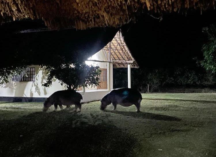 Mfuwe Marula Lodge المظهر الخارجي الصورة