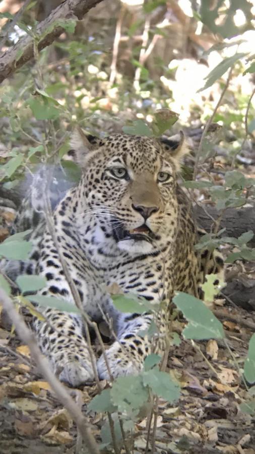 Mfuwe Marula Lodge المظهر الخارجي الصورة
